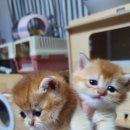 보보캐터리 이미지