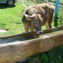 샬롯의 거미줄 이미지