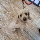 정선가축병원 이미지