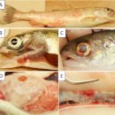 세균성신장병 (BKD) 감염 왕연어, Chinook salmon 이미지