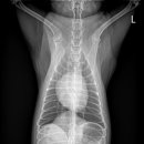 페이지동물병원 이미지