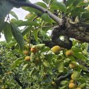 진영농원 | 진영단감 범한농원 받아보니 대박 만족 리얼 스토리