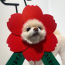 오랑개 이미지