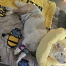 베리떼 동물병원 | - 강아지 십자인대+슬개골 수술