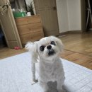 스피로 | 강아지 심장병 B2 단계 진단 후 시작한 심장약 4종 후기｜망고의 MMVD 치료 기록
