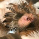 루비 애견샵 이미지