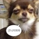 주짓수 도복 추천 킹즈 도복 킹즈 엠파워 화이트 사이즈팁 후기