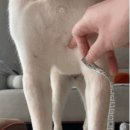 개곰순네 가꾸야