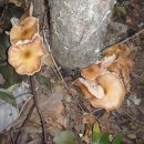 아우농장 이미지