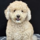 제물포애견 이미지