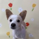 다원하개 이미지