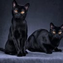 개냥이 세계 이미지