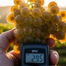 귀중농장 | 대부도포도따기체험도 닭알찾기도 동물교감도 다 ‘여기서 끝’이었어요 — 대부도브릭스포도농장 후기”