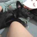 도그루아 이미지