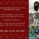 크림푸들 가족이야기 | 크림토이푸들 "우니", 이렇게 사랑스럽다고?!