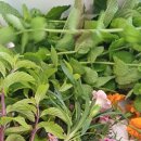 솔봄농장 이미지