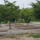 정이품송캠핑장 이미지