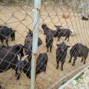 보은질고지흑염소농장 이미지