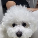 쥬쥬동물병원 이미지