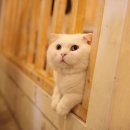 고양이카페 이미지