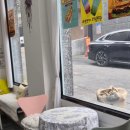 도그캐슬 | [ 배재대맛집 프렌치도그, 샌드위치 + 핫도그 조합 건강한 한 끼 ]