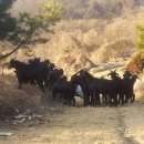 참토원 네이버블로그