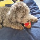 만족하개 이미지