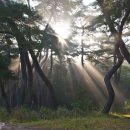 소나무숲 이미지