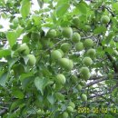 대강농장 이미지