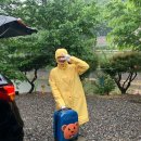 보현 별빛로 왕벚나무길 | 어찌저찌 우중캠핑🌧 [보현산 오토캠핑장_A3]