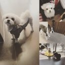 미사마이펫동물병원 이미지