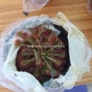 해마루농원 | 식충식물 (끈끈이주걱, 벌레잡이제비꽃), 해마루농원 내돈내산