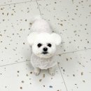뽀얗개