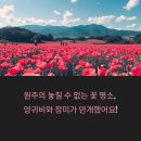 서곡리 가족공원 | 원주 양귀비꽃 축제 &amp; 장미축제, 놓치면 아쉬운 꽃 구경!