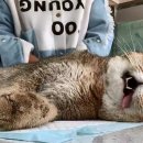 어디냥