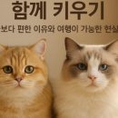 고양이분양 온리캣 이미지