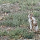 태흥동물병원 | 청춘낭만 되찾기🇲🇳, 준비물은 돈 시간 체력✨️: 5박6일 몽골여행/ 3일차_바양작/트래킹/낙타키링/가스버너...