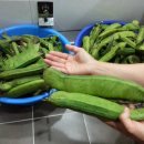 두콩이네 이미지