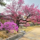 홍매 Daum카페