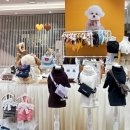 어도러블 펫(ADORABLE PET) | 부산 서면 롯데백화점 1월 팝업스토어 플래닛 x 펫페어 팝업스토어 정보