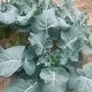 장자농장 이미지