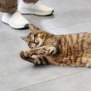 유성튼튼동물병원 이미지