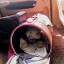 펫택시 타시개 이미지