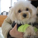 도그바라기 이미지