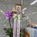 갈매사회복지관 | 구리·남양주 호접란 선물 추천｜조이풀 승진 화분 배송 기록 직접배송으로 안전하게