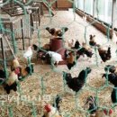 행복양계장 이미지