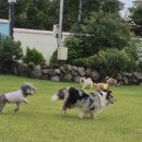 호야별 애견유치원 이미지