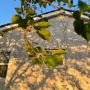 논나마리아(Nonna Maria) 이미지