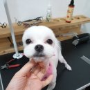 또오개 이미지