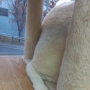 우다다냥 이미지